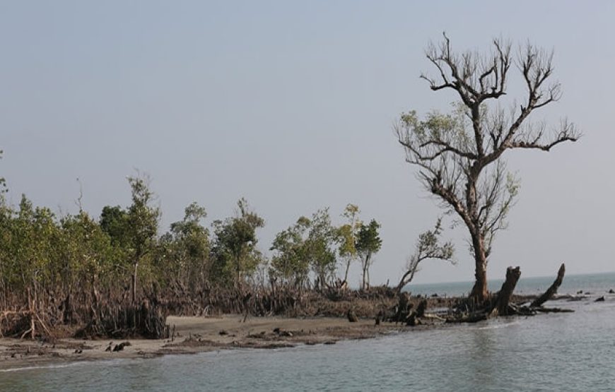 পূজোর ৩ দিনের ছুটিতে সুন্দরবন ভ্রমন