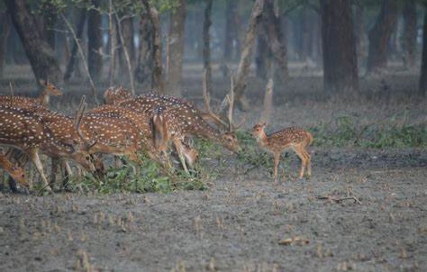 পূজোর ৩ দিনের ছুটিতে সুন্দরবন ভ্রমন