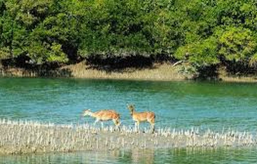 পূজোর ৩ দিনের ছুটিতে সুন্দরবন ভ্রমন