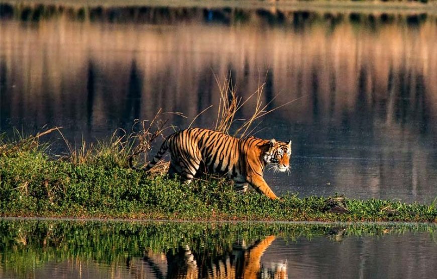 বাঘ মামার বাড়ি সুন্দরবনে ট্যুরন্তে সাথে ৭ই নভেম্বর ২০২৪