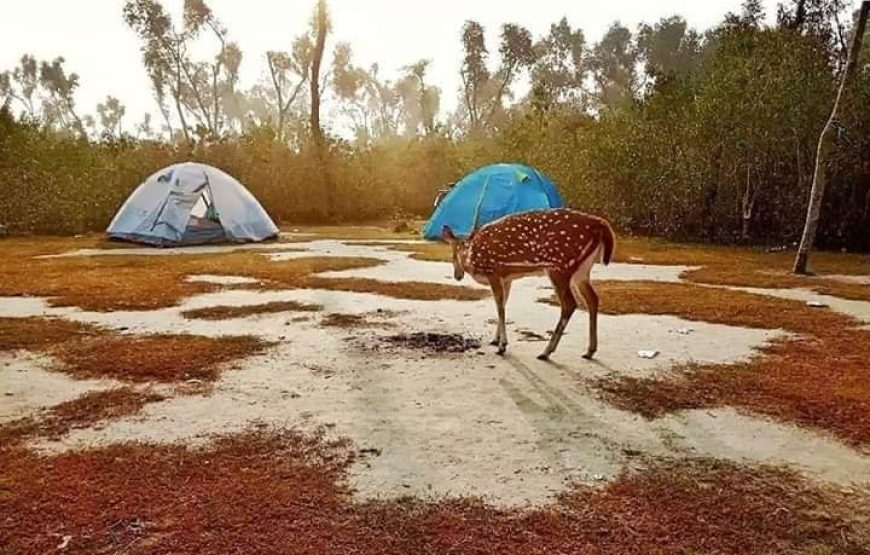 পূর্নিমাতে নিঝুম দ্বীপে ট্যুরন্তের সাথে নতুন এক অভিজ্ঞতা ১৪ই নভেম্বর ২০২৪