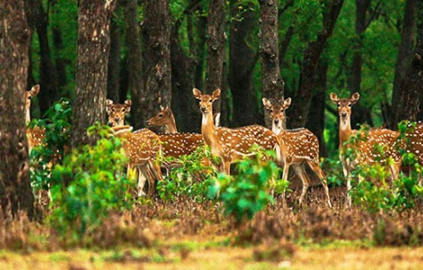 পূর্নিমাতে নিঝুম দ্বীপে ট্যুরন্তের সাথে নতুন এক অভিজ্ঞতা ১৪ই নভেম্বর ২০২৪