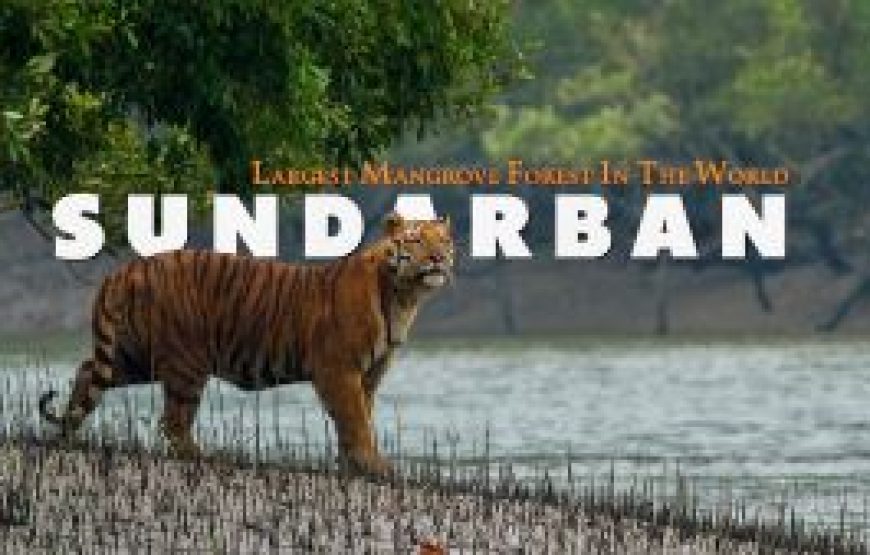 শীতের ছুটিতে রোমাঞ্চকর সুন্দরবন অ্যাডভেঞ্চার (১৮ ডিসেম্বর – ২২ ডিসেম্বর )