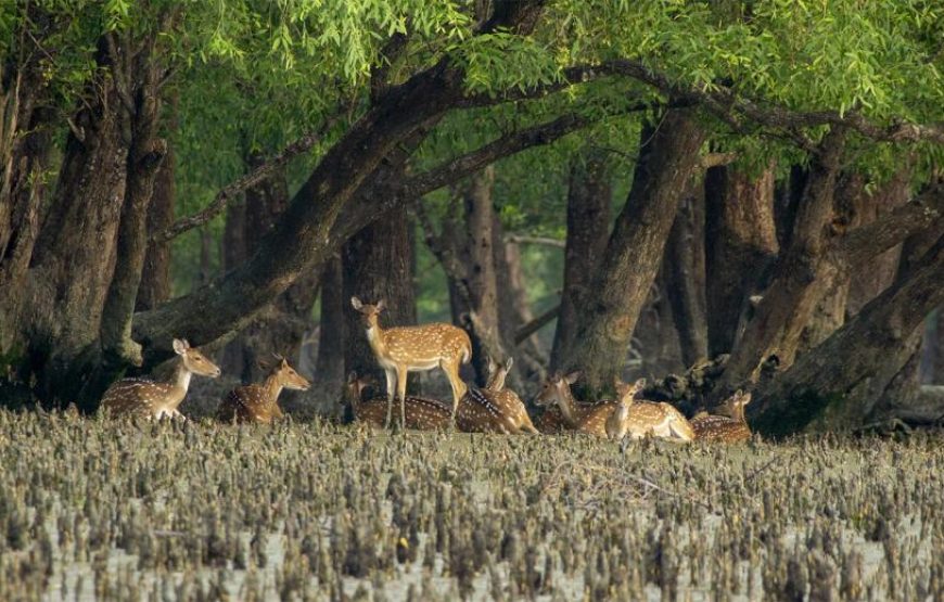 নতুন বছরের শুরুতে সুন্দরবনে ট্যুরন্ত