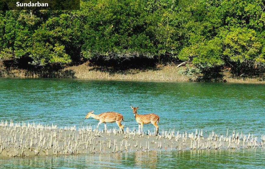 শীতের ছুটিতে রোমাঞ্চকর সুন্দরবন অ্যাডভেঞ্চার (১৮ ডিসেম্বর – ২২ ডিসেম্বর )