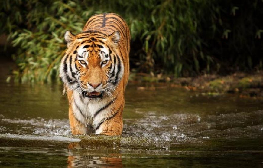 নতুন বছরের শুরুতে সুন্দরবনে ট্যুরন্ত