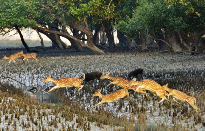 শীতের ছুটিতে রোমাঞ্চকর সুন্দরবন অ্যাডভেঞ্চার (১৮ ডিসেম্বর – ২২ ডিসেম্বর )